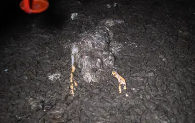 Mrtvá kachna - Nevinné oběti