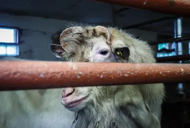 Kozel - Nevinné oběti