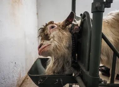 Kozel - Nevinné oběti