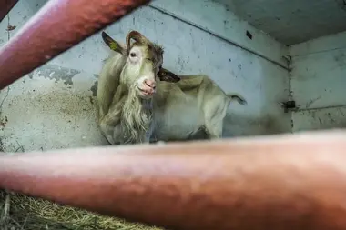 Kozel - Nevinné oběti