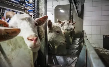 Dojírna koz - Nevinné oběti