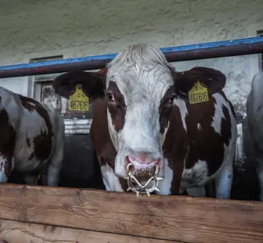 Kráva s mulcovou zábranou - Nevinné oběti