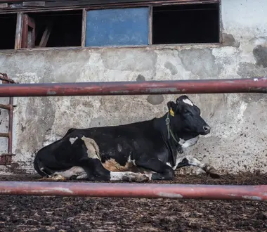 Kráva ve velkochovu - Nevinné oběti