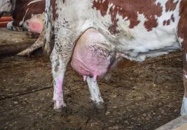 Kráva ve velkochovu - Nevinné oběti