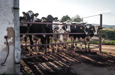Krávy ve velkochovu - Nevinné oběti