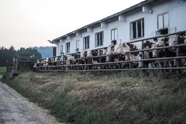 Krávy ve velkochovu - Nevinné oběti