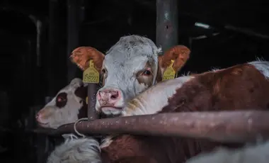 Krávy ve velkochovu - Nevinné oběti