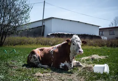 Umírající kráva - Nevinné oběti