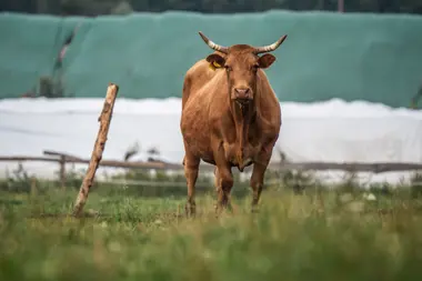 Kráva na pastvě - Nevinné oběti