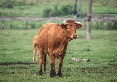 Kráva na pastvě - Nevinné oběti
