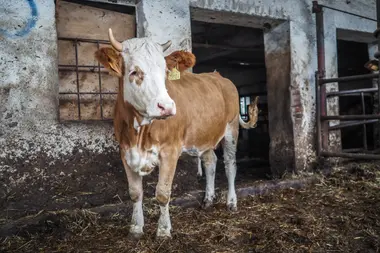 Kráva ve velkochovu - Nevinné oběti