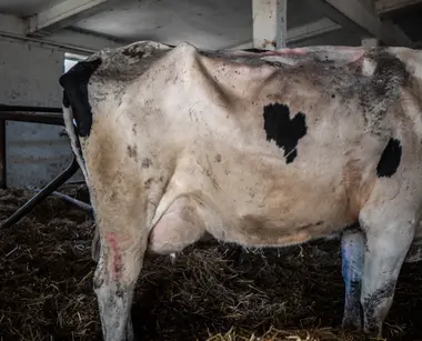 Vyhublá kráva - Nevinné oběti