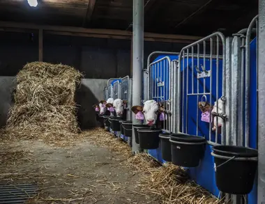 Býčci v kotcích - Nevinné oběti