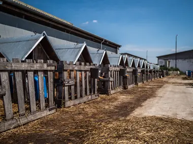 Řada boudiček s telaty - Nevinné oběti
