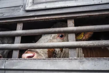 Kráva v transportu - Nevinné oběti