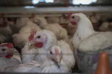 Farmářská kuřata - Nevinné oběti