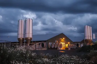 Haly s kuřaty - Nevinné oběti