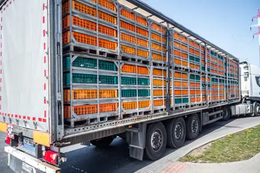 Transport s kuřaty - Nevinné oběti