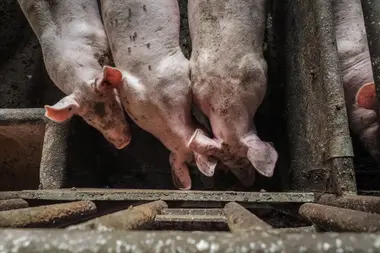 Prasata ve velkochovu - Nevinné oběti