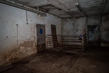 Vchod do výkrmu prasat - Nevinné oběti