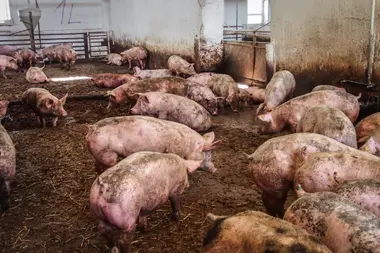 Prasata ve velkochovu - Nevinné oběti