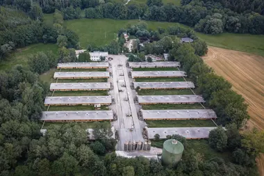 Velkochov s prasaty - Nevinné oběti