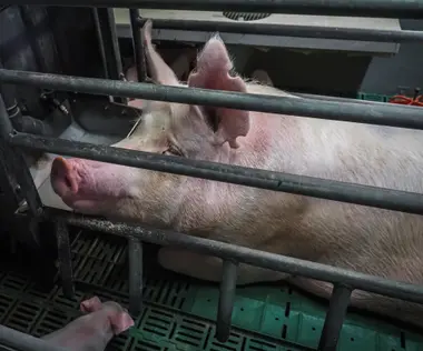 Prasnice v individuální porodní kleci se selaty - Nevinné oběti