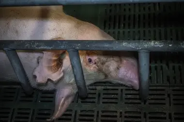 Prasnice v individuální porodní kleci - Nevinné oběti