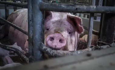 Prasnice v individuální porodní kleci se selaty - Nevinné oběti