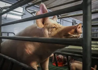 Prasnice v individuální porodní kleci se selaty - Nevinné oběti