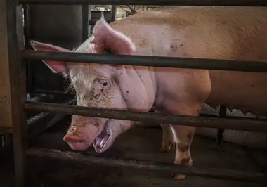 Prasnice v individuální kleci - Nevinné oběti