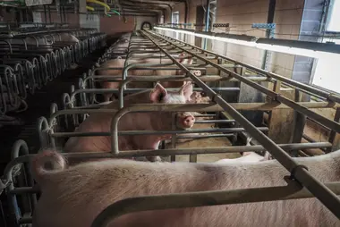 Prasnice v individuálních klecích - Nevinné oběti