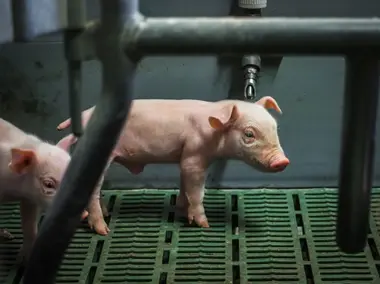 Selata v porodním kotci - Nevinné oběti