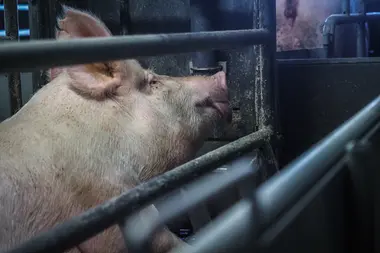 Prasnice v individuální porodní kleci - Nevinné oběti