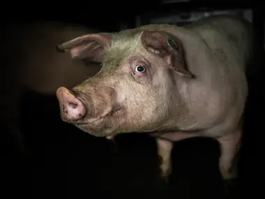 Prase v transportu jedoucí na jatka - Nevinné oběti