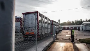 Transport s prasaty právě vjíždí do areálu jatek - Nevinné oběti