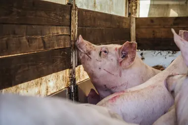 Prasata v transportu jedoucí na jatka - Nevinné oběti
