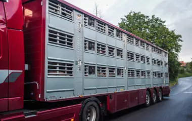 Transportní vůz plný prasat směřující na jatka - Nevinné oběti