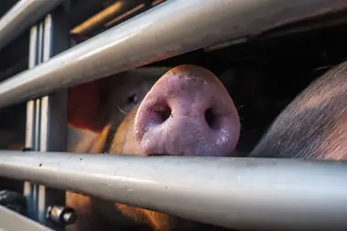 Prase v transportu jedoucí na jatka - Nevinné oběti