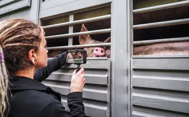 Aktivistka dokumentuje prasata v transportu jedoucí na jatka - Nevinné oběti