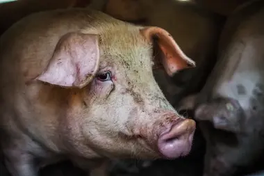 Prase v transportu jedoucí na jatka - Nevinné oběti