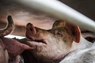 Prasata v transportu jedoucí na jatka - Nevinné oběti