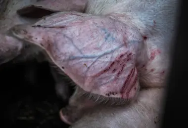Poraněné prase v transportu jedoucí na jatka - Nevinné oběti