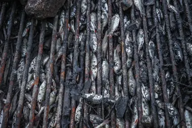 Ryby, které uhynuly po výlovu rybníka - Nevinné oběti