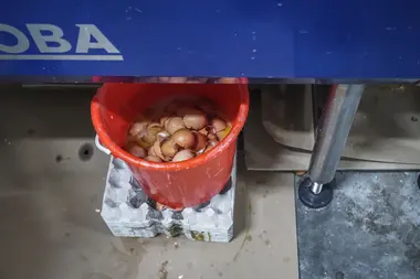 Rozbitá vejce v třídírně vajec - Nevinné oběti