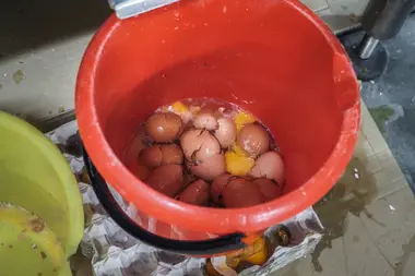 Rozbitá vejce v třídírně vajec - Nevinné oběti