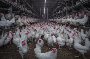 Voliérový chov slepic - Nevinné oběti