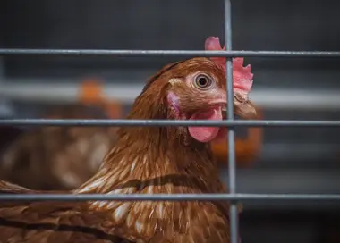Voliérový chov slepic - Nevinné oběti