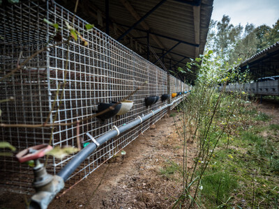 Prázdné klece v zavřené kožešinové farmě - Nevinné oběti