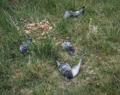Zastřelení holubi - Nevinné oběti